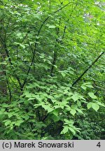 Euonymus phellomanus (trzmielina korkowa)