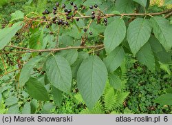 Prunus maackii