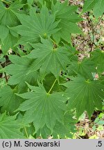 Acer shirasawanum (klon Shirasawy)