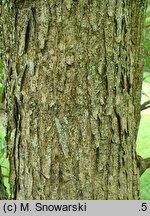 Acer shirasawanum (klon Shirasawy)
