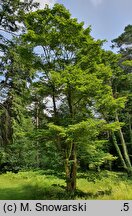 Acer shirasawanum (klon Shirasawy)