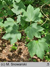 Acer opalus (klon włoski)