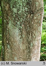 Acer opalus (klon włoski)