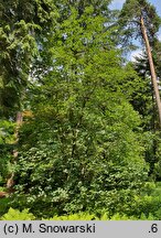 Acer opalus (klon włoski)