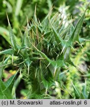 Berkheya cirsifolia (berkeja ostrożeniolistna)