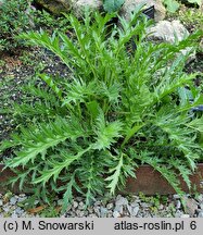 Berkheya cirsifolia (berkeja ostrożeniolistna)