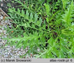 Berkheya cirsifolia (berkeja ostrożeniolistna)