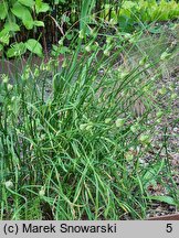 Allium carinatum (czosnek grzebieniasty)