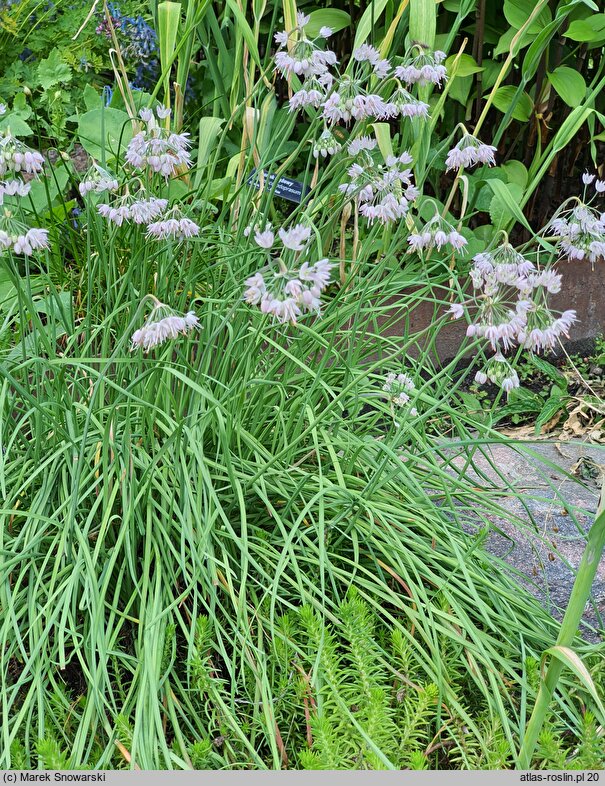 Allium cernuum (czosnek zwisły)