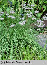 Allium cernuum (czosnek zwisły)