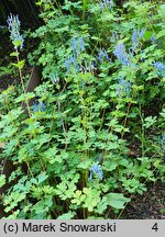 Corydalis flexuosa (kokorycz pogięta)