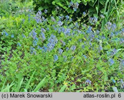 Corydalis flexuosa (kokorycz pogięta)