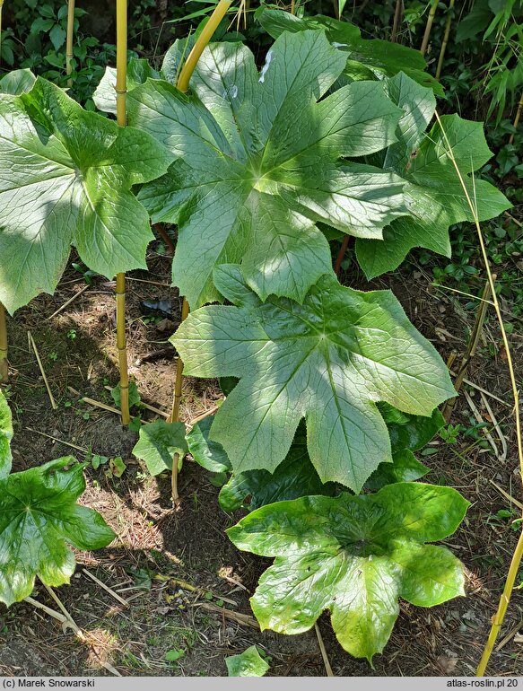 Podophyllum versipelle (stopowiec czarniawy)