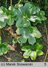 Podophyllum versipelle (stopowiec czarniawy)