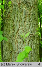 Halesia tetraptera (ośnieża czteroskrzydła)