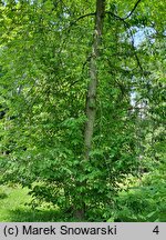 Halesia tetraptera (ośnieża czteroskrzydła)