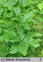 Quercus pontica (dąb pontyjski)