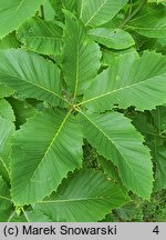 Quercus pontica (dąb pontyjski)