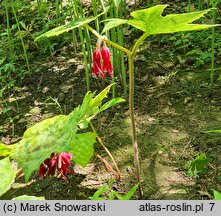 Podophyllum versipelle Spotty Dotty