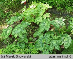 Podophyllum versipelle Spotty Dotty