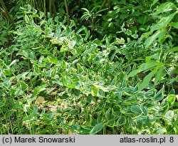 Polygonatum ×hybridum (kokoryczka pstrolistna)