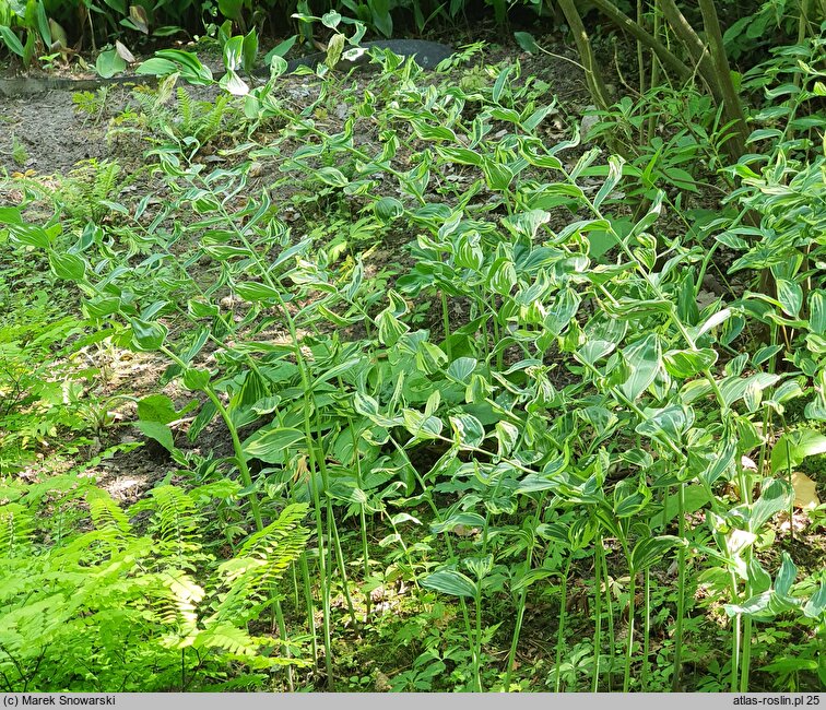 Polygonatum ×hybridum (kokoryczka pstrolistna)