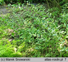 Polygonatum ×hybridum (kokoryczka pstrolistna)