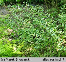 Polygonatum Grace Barker