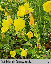 Oenothera fruticosa (wiesiołek krzaczasty)