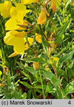 Oenothera fruticosa (wiesiołek krzaczasty)