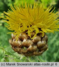 Centaurea macrocephala (chaber wielkogłówkowy)