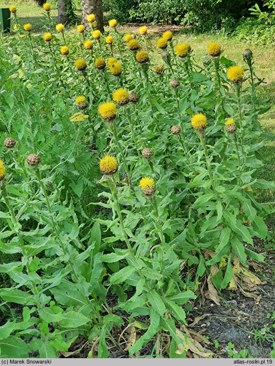 Centaurea macrocephala (chaber wielkogłówkowy)