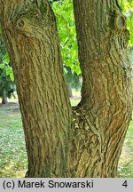 Catalpa speciosa (surmia wielkokwiatowa)