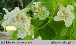 Catalpa speciosa (surmia wielkokwiatowa)