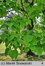 Catalpa speciosa (surmia wielkokwiatowa)