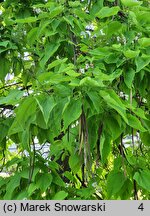 Catalpa speciosa (surmia wielkokwiatowa)