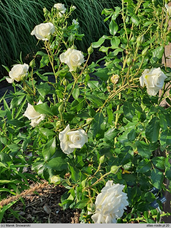 Rosa hort. Korjoslio
