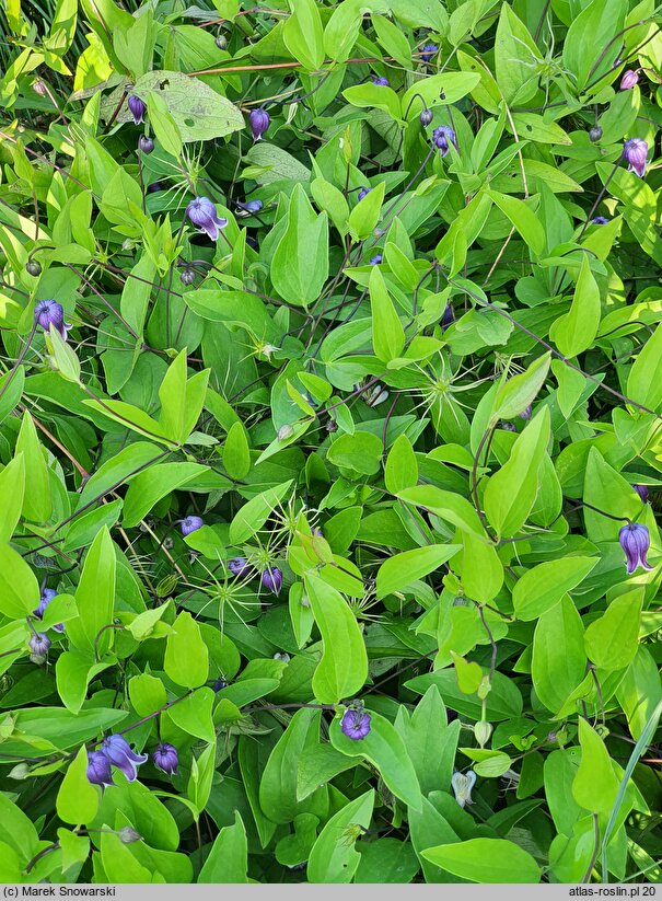 Clematis Sophie Viorna