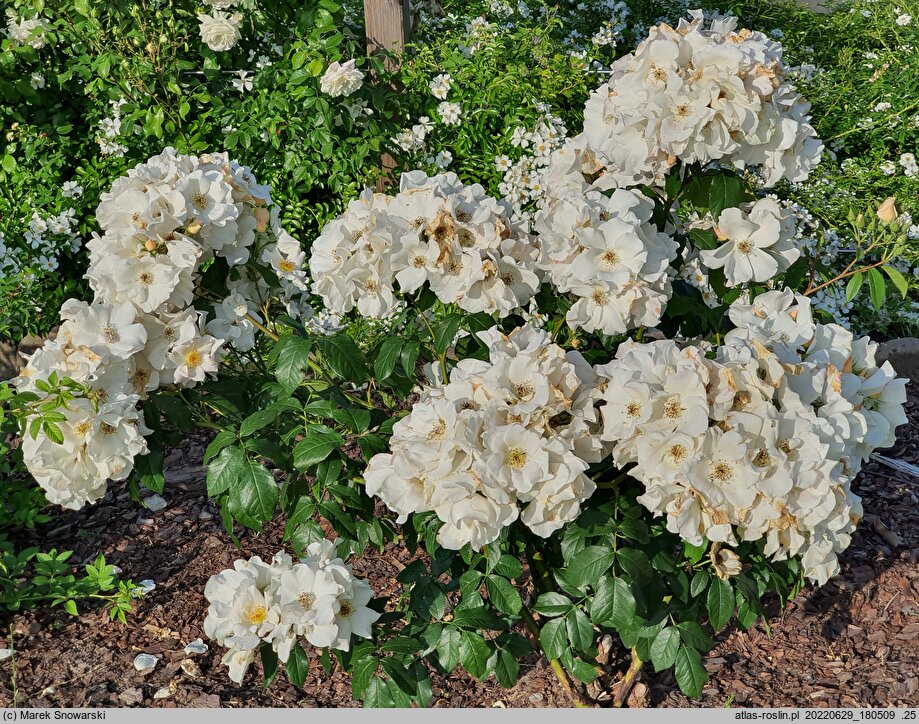 Rosa hort. Sally Holmes