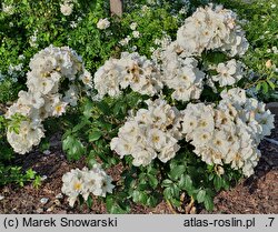 Rosa hort. Sally Holmes