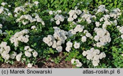 Rosa hort. Aspirin Rose