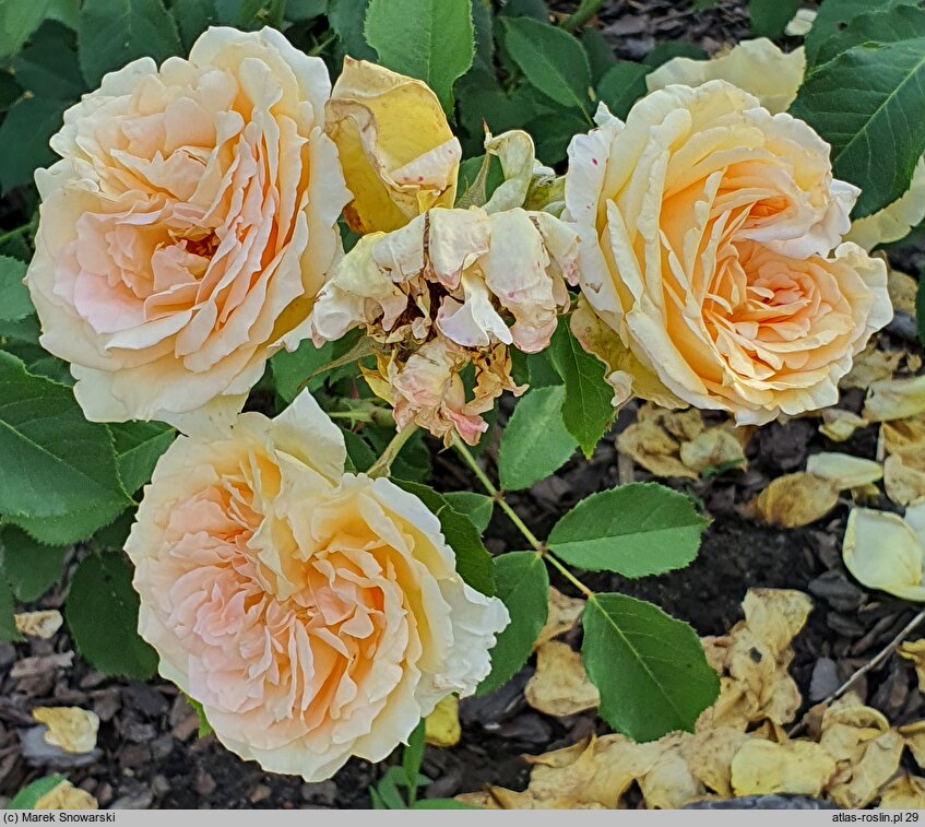 Rosa hort. Poulen002