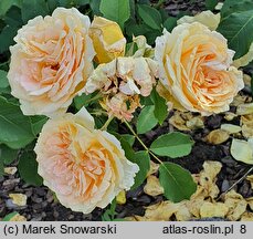 Rosa hort. Poulen002