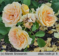 Rosa Poulen002