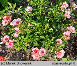 Rosa hort. Intereybabeuq