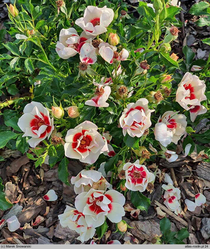 Rosa hort. Intereybabeuq