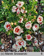 Rosa hort. Intereybabeuq