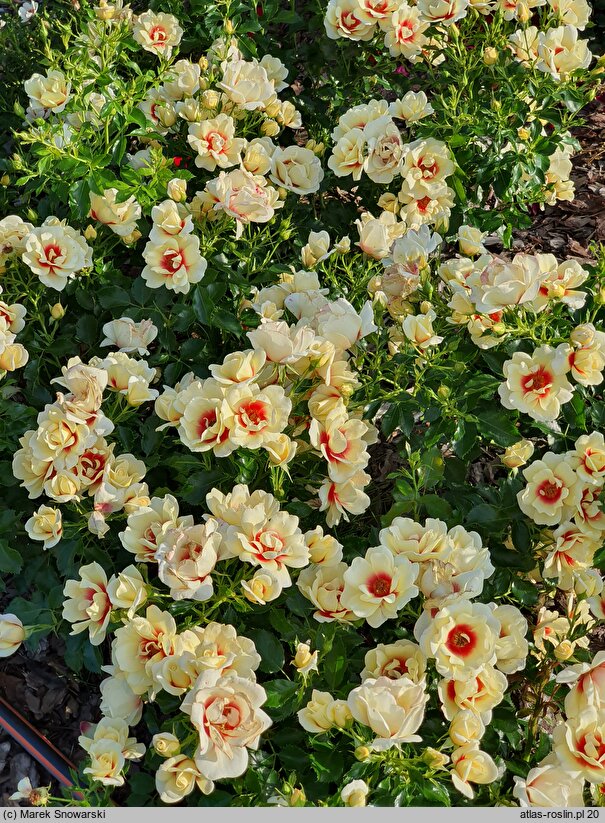 Rosa hort. Glorious Babylon Eyes