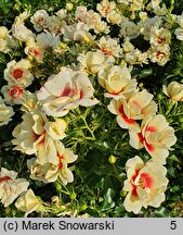 Rosa hort. Glorious Babylon Eyes