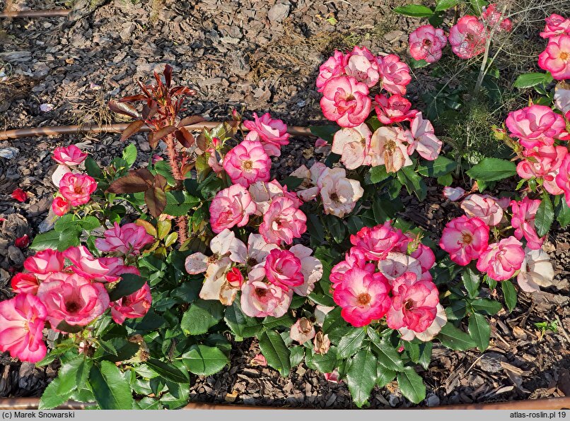 Rosa hort. Wekplako